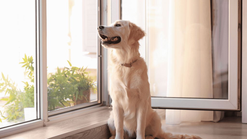 chien profitant de la brise de vent