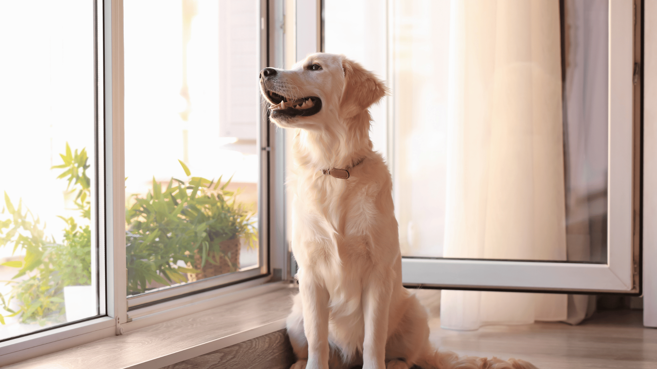 chien profitant de la brise de vent